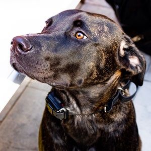 Meet your Posher, Buford